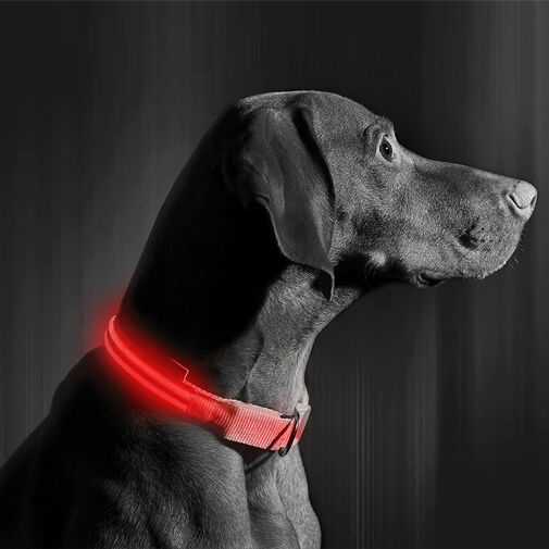 LED obojok - s akumulátorom - veľkosť S - červená – Obrázok 2